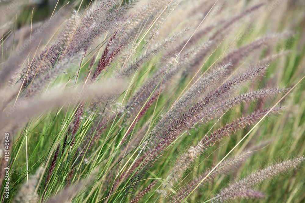 reeds grass background