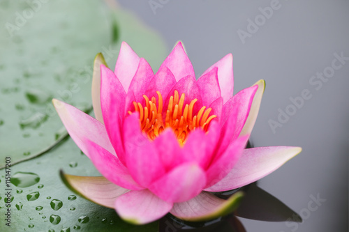 beautiful lotus flower as background.