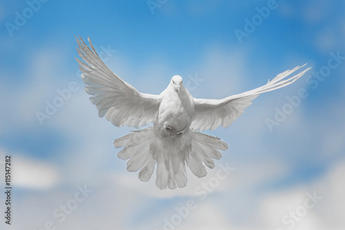 White dove is flying