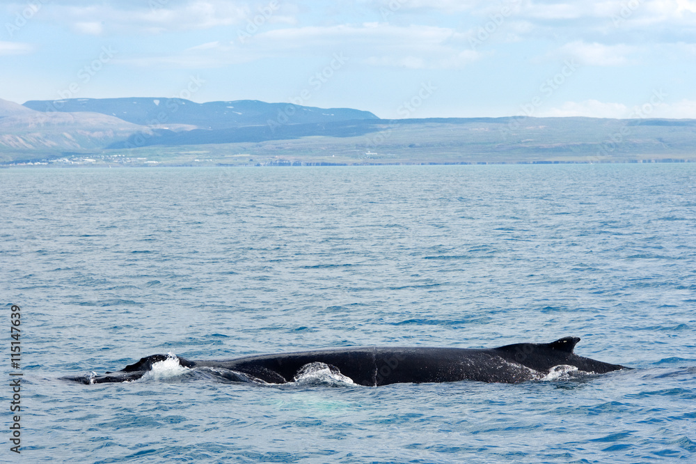 Husavik, Iceland - July, 2008: Whale watching