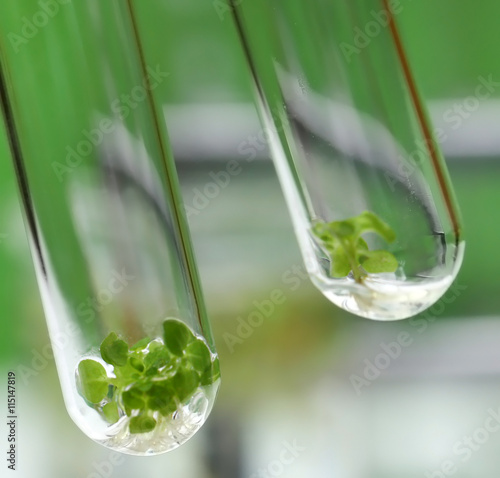 Tissue cultured plant in test tube