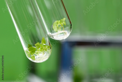 Tissue cultured plant in test tube