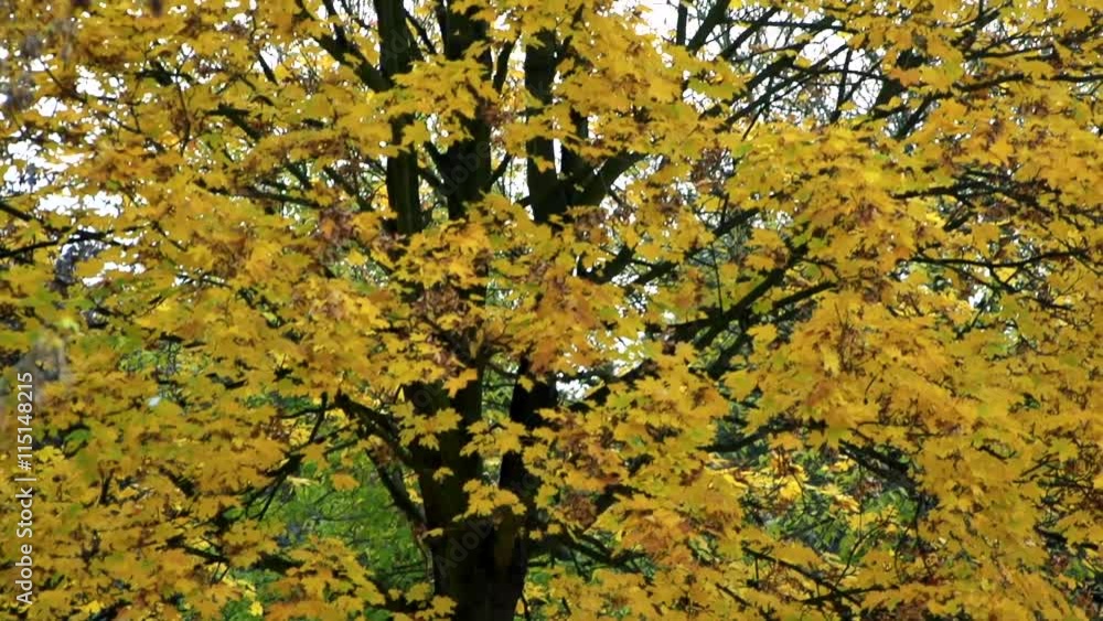 Slowmotion tree and its treetop in autumn Slowmotion tree and its treetop in autumn