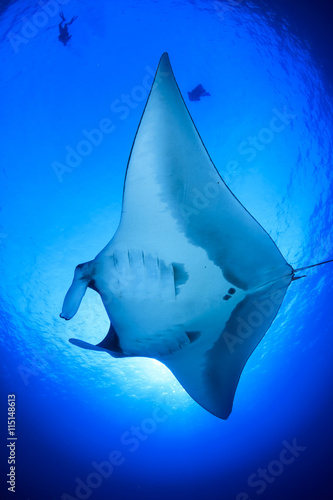 Manta Ray, scuba divers behind © Richard Carey