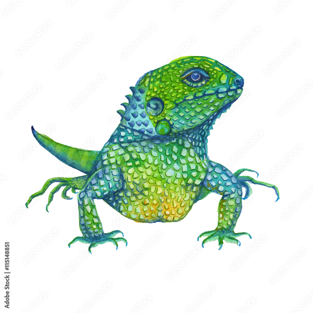 Obraz premium iguana lizard. isolated. watercolor illustration