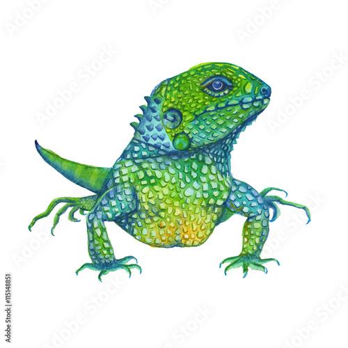 iguana lizard. isolated. watercolor illustration © luchioly