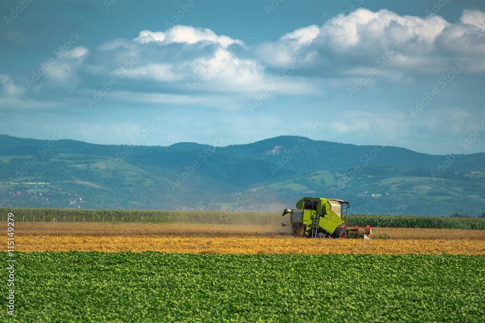 Fototapeta premium Combine harvester working in wheat field