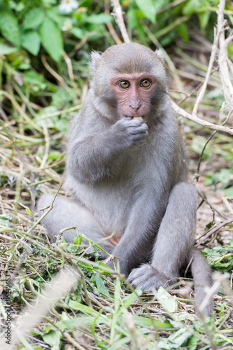 Formosan macaques eat peanut(taiwanese monkey)