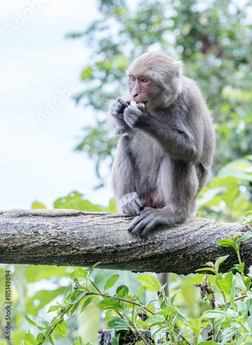 Formosan macaques eat peanut(taiwanese monkey) © RomixImage
