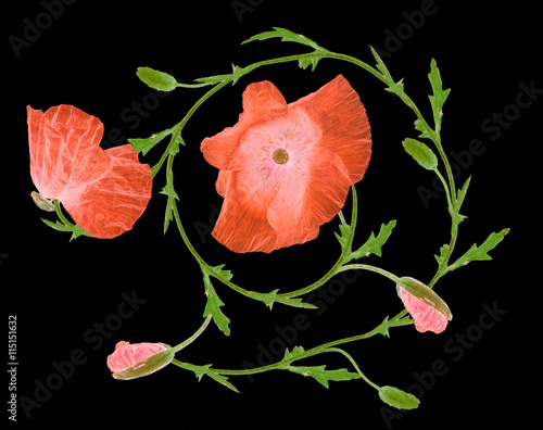 Cuadro en lienzo red and green poppy ornament element on black