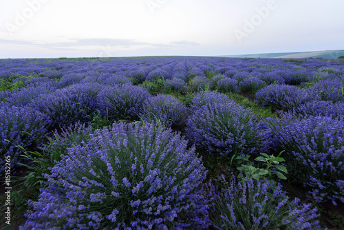 Photo of purple flowers in a lavender field in bloom at sunset  moldova