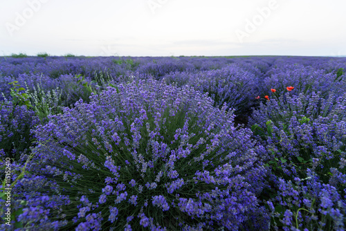 Photo of purple flowers in a lavender field in bloom at sunset  moldova