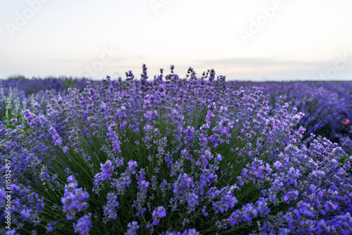 Photo of purple flowers in a lavender field in bloom at sunset, moldova