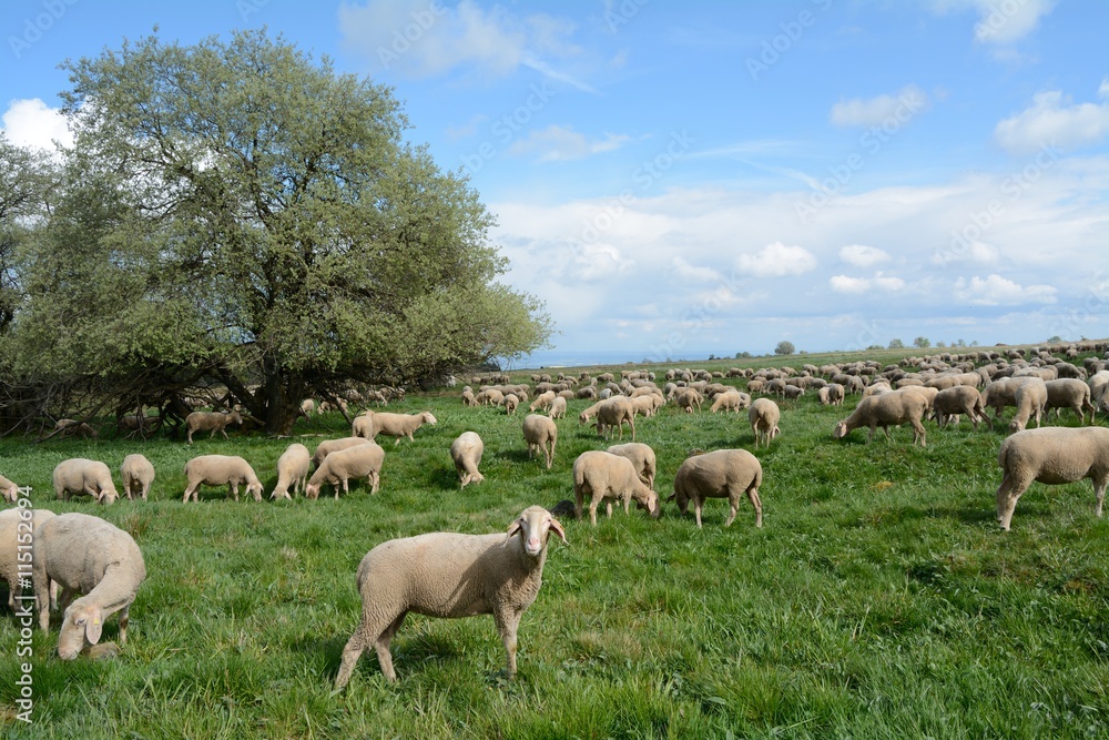 Obraz premium Die Hohe Rhön im Frühling