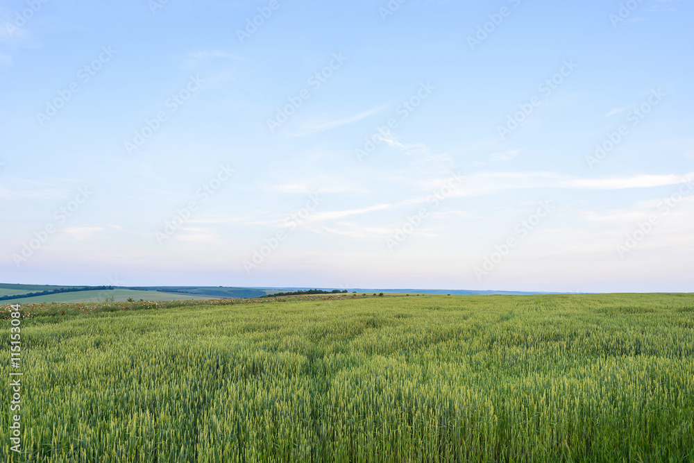 Beautiful landscape with green grain filed at sun set in moldova.