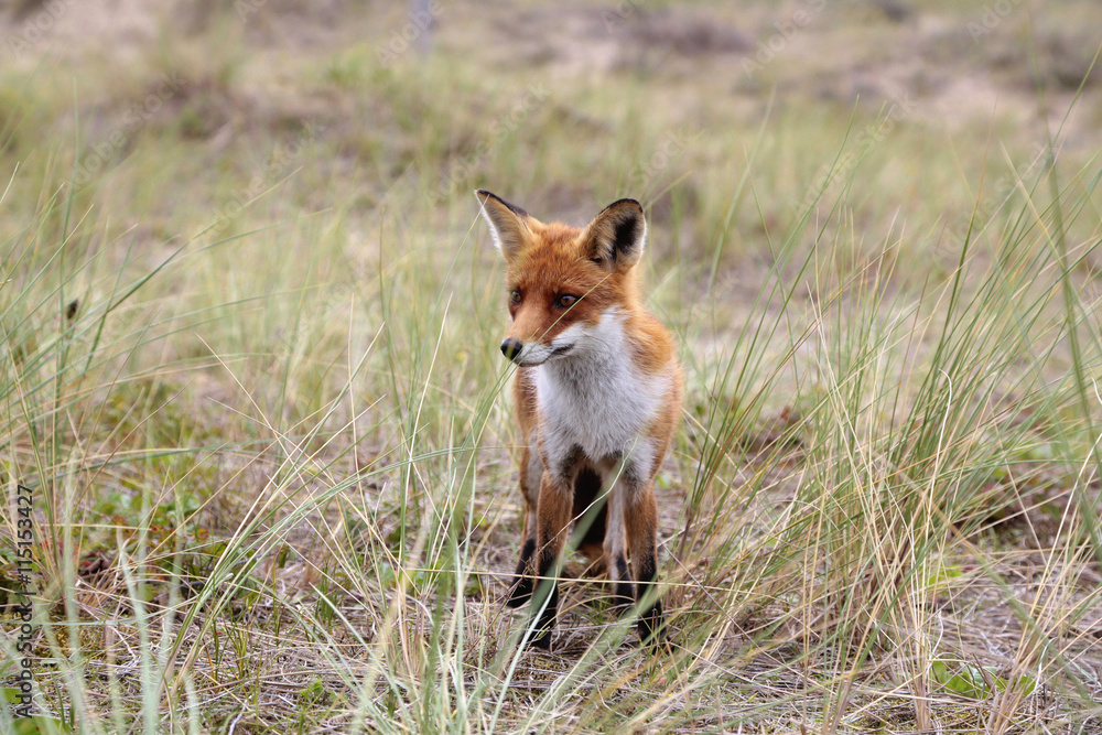 A fox standing in the dunes
