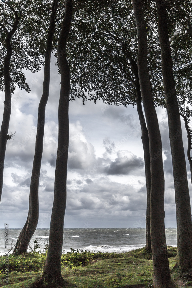 Küstenwald an der Ostsee Küstenwald an der Ostsee