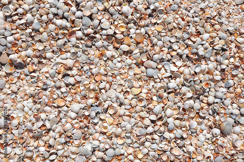 Many seashells piled together, seashell background Many seashells piled together, seashell background