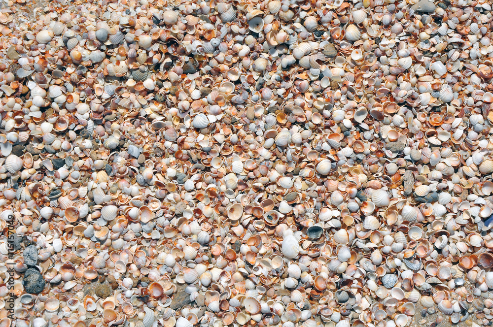 Many seashells piled together, seashell background Many seashells piled together, seashell background