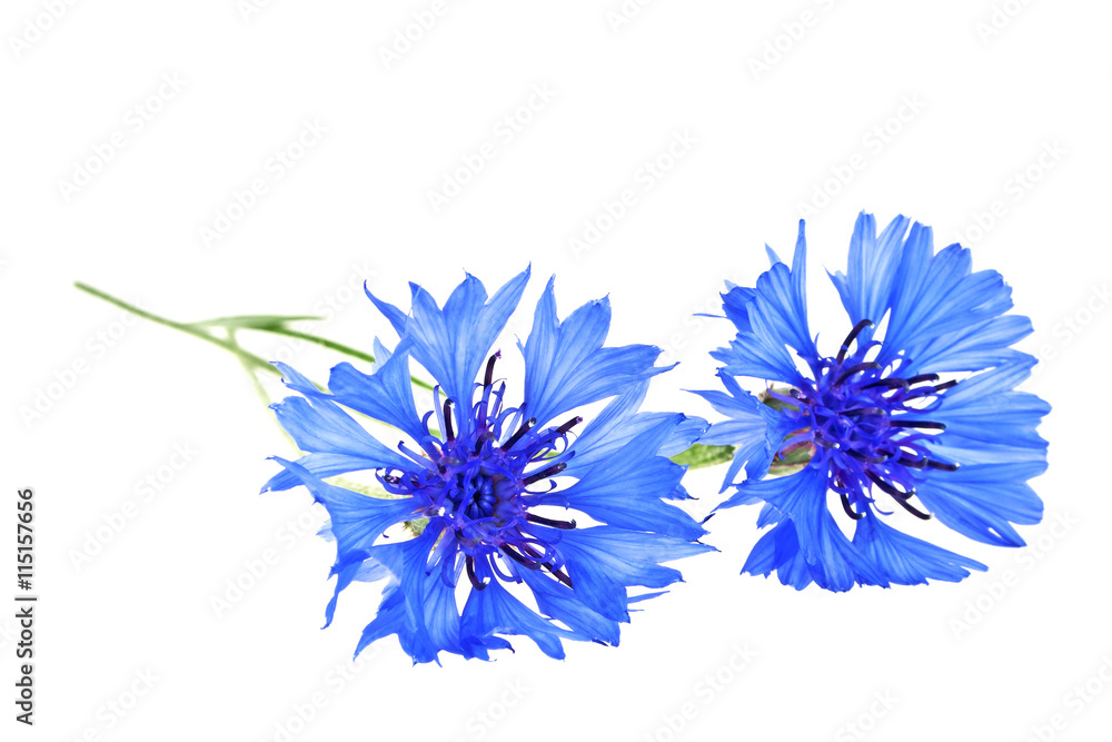 Blue Cornflower - Centaurea on a white background Blue Cornflower - Centaurea on a white background