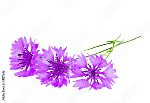 Violet Cornflower - Centaurea on a white background