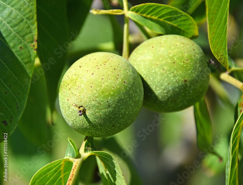 Wallpaper Mural Green walnuts close-up Torontodigital.ca