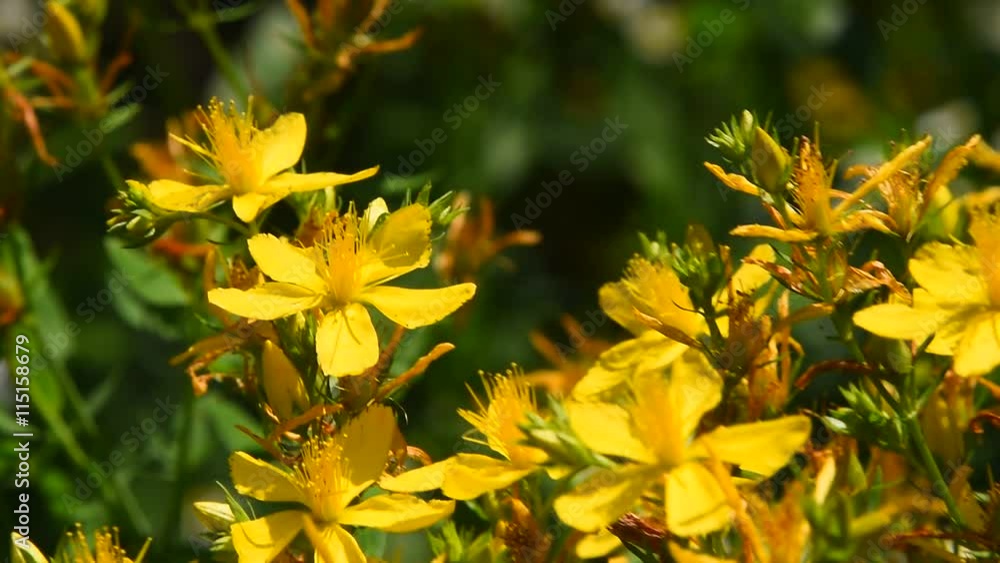 Yellow flowers of chelidonium majus, celandine greater, kilwort flowers trembling and shaking petals in the wind over background of green, close up Yellow flowers of chelidonium majus, celandine greater, kilwort flowers trembling and shaking petals in the wind over background of green, close up