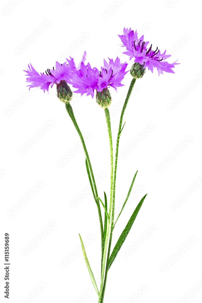 Violet Cornflower - Centaurea on a white background