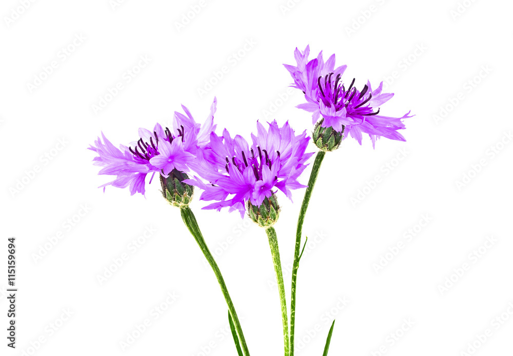 Violet Cornflower - Centaurea on a white background Violet Cornflower - Centaurea on a white background