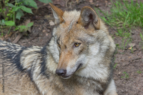 Wolf (canis lupus)