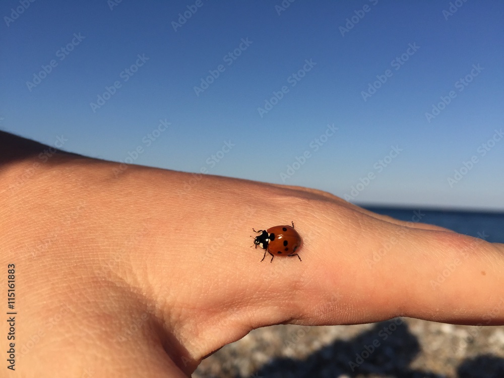 Obraz premium uğur böceği elin üzerinde