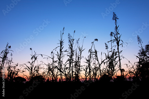 Silhouette of grass at twilight