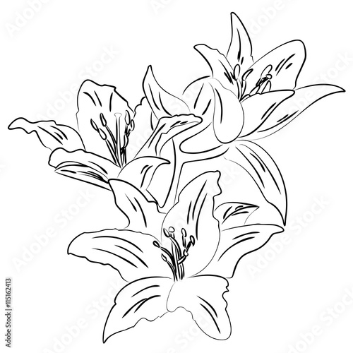 Fototapeta Naklejka Na Ścianę i Meble -  Lily with bud outline sketch vector