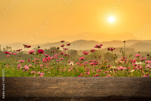 Fototapeta Naklejka Na Ścianę i Meble -  Empty wood table on cosmos flowers in sunset for product display