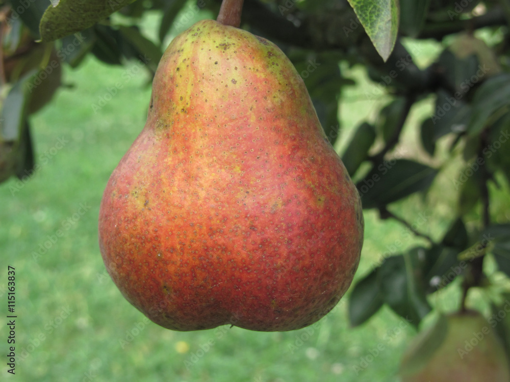 Single red pear hanging on the tree . Tuscany, Italy Single red pear hanging on the tree . Tuscany, Italy