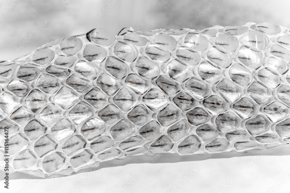 Fototapeta premium Snake shedding skin isolated on white background - Rattlesnake Skin with copy space. 