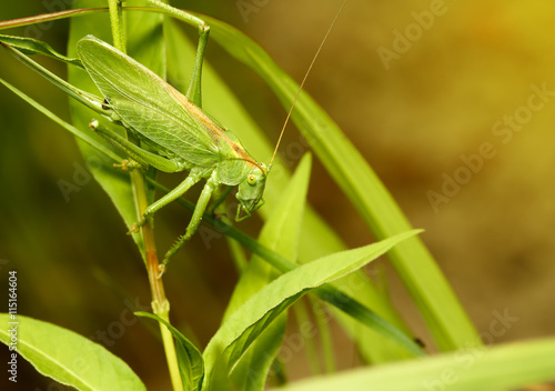 The green grasshopper sits in a grass and the nature animals looks in a chamber macro insects