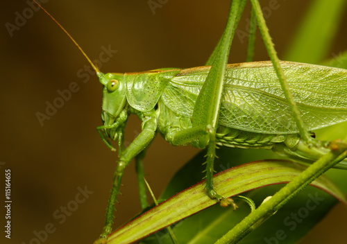 The green grasshopper sits in a grass and the nature animals looks in chamber macro insects