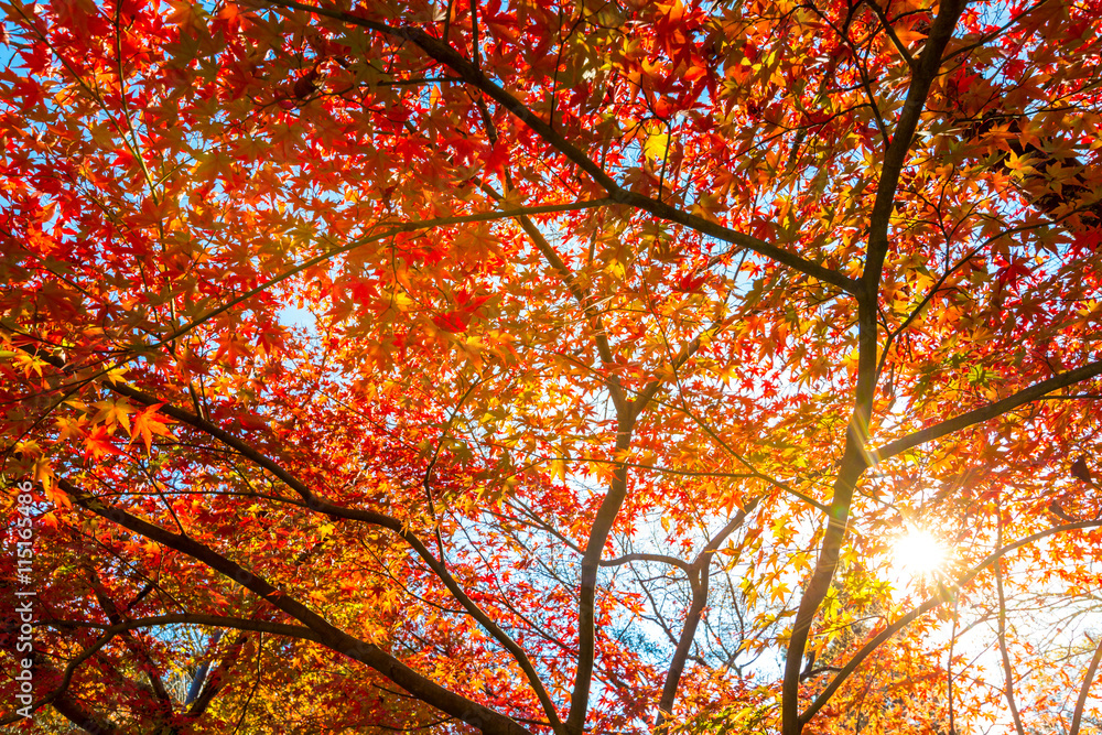 autumn leaves background