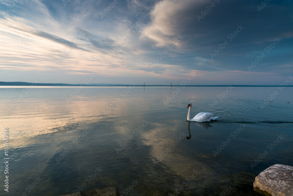 Naklejka premium swan in the lake