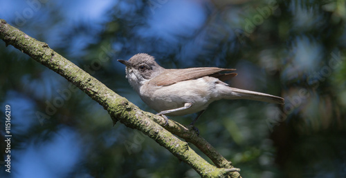 A Lesser whitethroat sitting in the sunshine on a branch
 photo