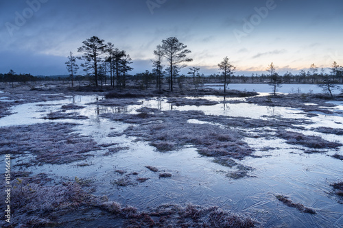 Sunrise in the bog. Icy cold marsh. Frosty ground. Swamp lake and nature. Freeze temperatures in moor. Blue fen. Muskeg natural environment. Sediment trees and frozen water.