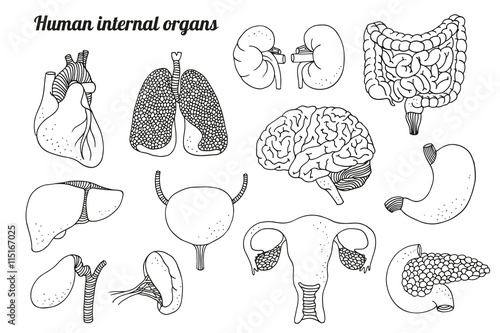 Human internal organs vector set