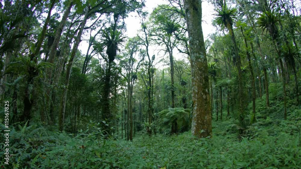 Many tall trees in a tropical, forest wilderness, with parasitic plants clinging to their trunks. Taken in fisheye view, with sound. Video 3840x2160 Many tall trees in a tropical, forest wilderness, with parasitic plants clinging to their trunks. Taken in fisheye view, with sound. Video 3840x2160