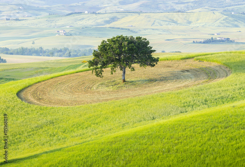 single tree on the field in Tuscany in Italy