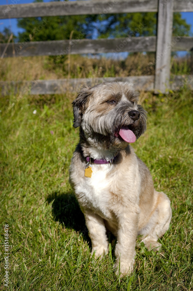 Handsome little bearded mutt sitting in green grass lawn panting looking right with decorative fence behind, vertical Handsome little bearded mutt sitting in green grass lawn panting looking right with decorative fence behind, vertical