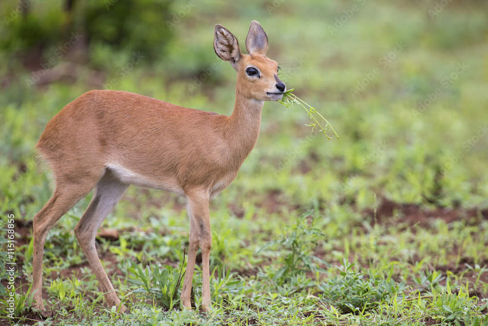Small Steenbok female walking carefully over open dry ground Small Steenbok female walking carefully over open dry ground