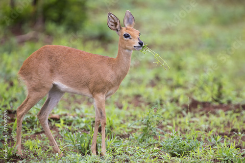 Small Steenbok female walking carefully over open dry ground