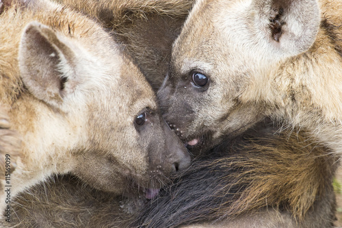 Hyena cubs feeding on their mother as part of a family photo