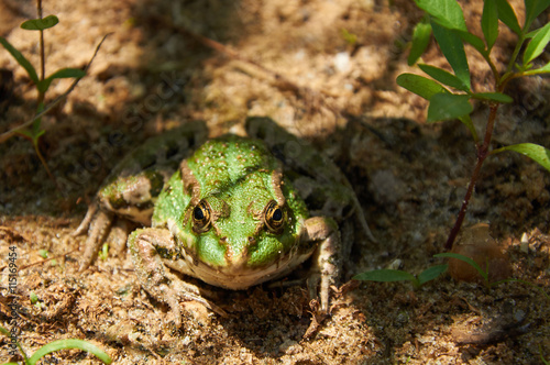 Green pond frog on the sand